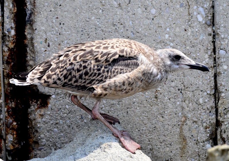 Larus michahellis  Pullo